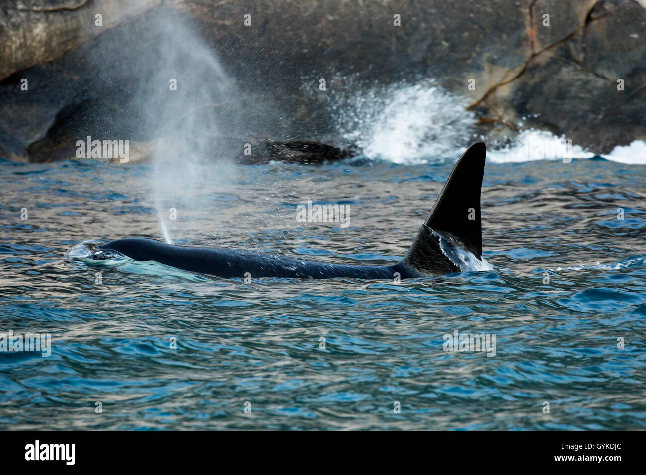 orca, great killer whale, grampus (Orcinus orca), exhaling big male swimming in the proximity of the shore, side view, Norway, Troms, Senja Stock Photo
