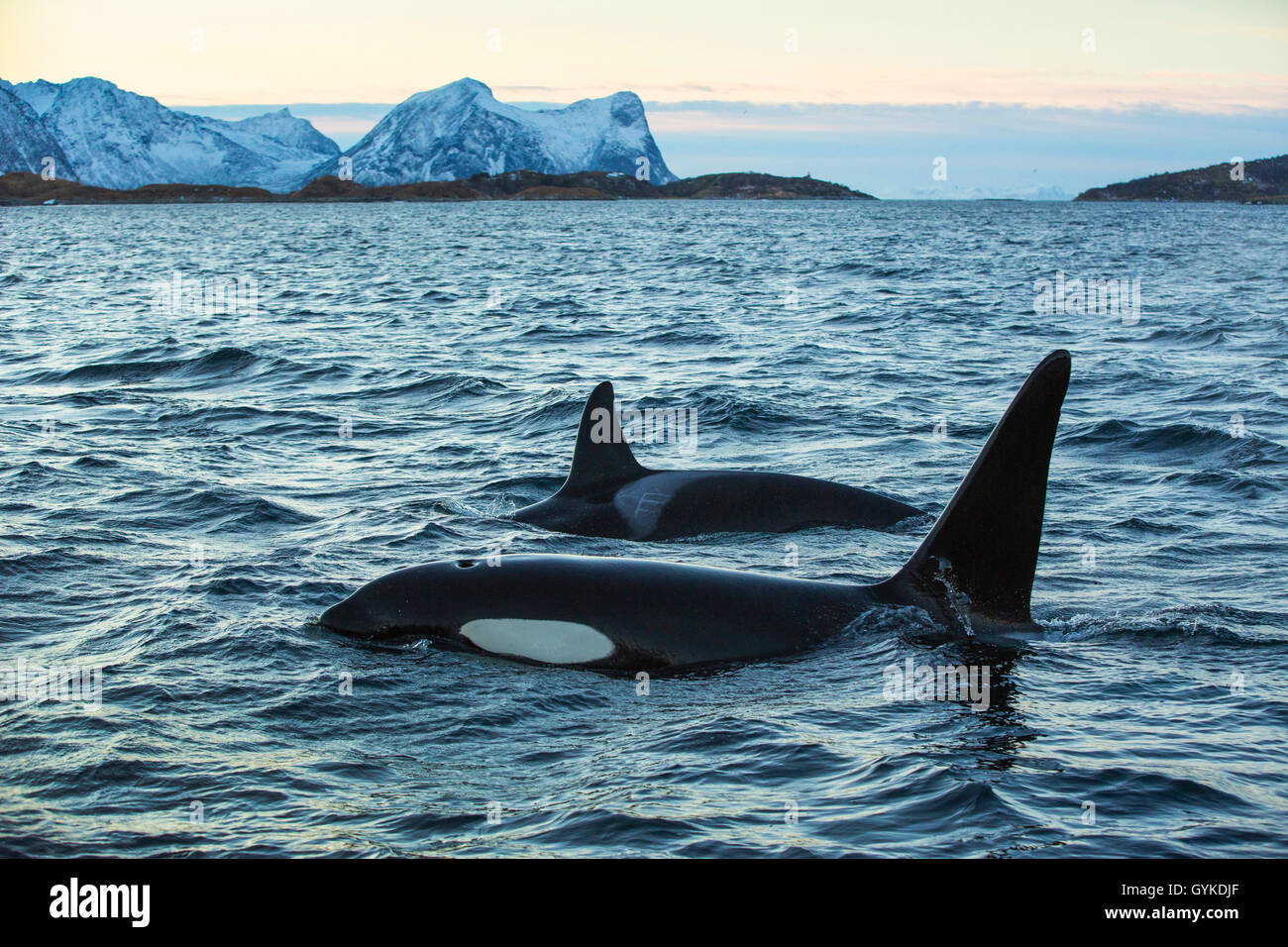 orca, great killer whale, grampus (Orcinus orca), female and male swimming together, Norway, Troms, Senja Stock Photo