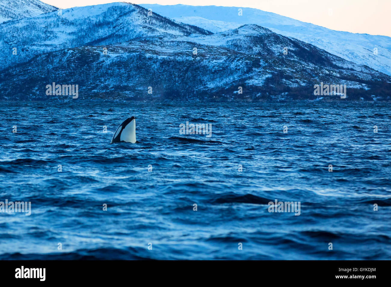 orca, great killer whale, grampus (Orcinus orca), spy hop, male exploring the environment out of the water, Norway, Troms, Bergsfjorden auf Senja Stock Photo