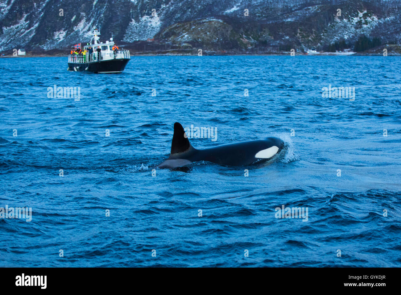 orca, great killer whale, grampus (Orcinus orca), swimming in front of a whale safari boat, Norway, Troms, Bergsfjorden auf Senja Stock Photo