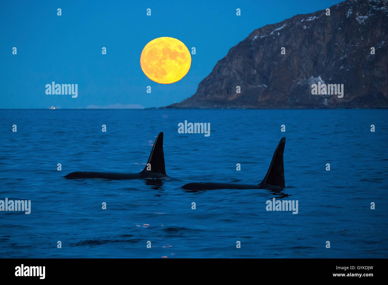 orca, great killer whale, grampus (Orcinus orca), two big males in front of rising full moon in the dawn, Norway, Troms, Bergsfjorden auf Senja Stock Photo