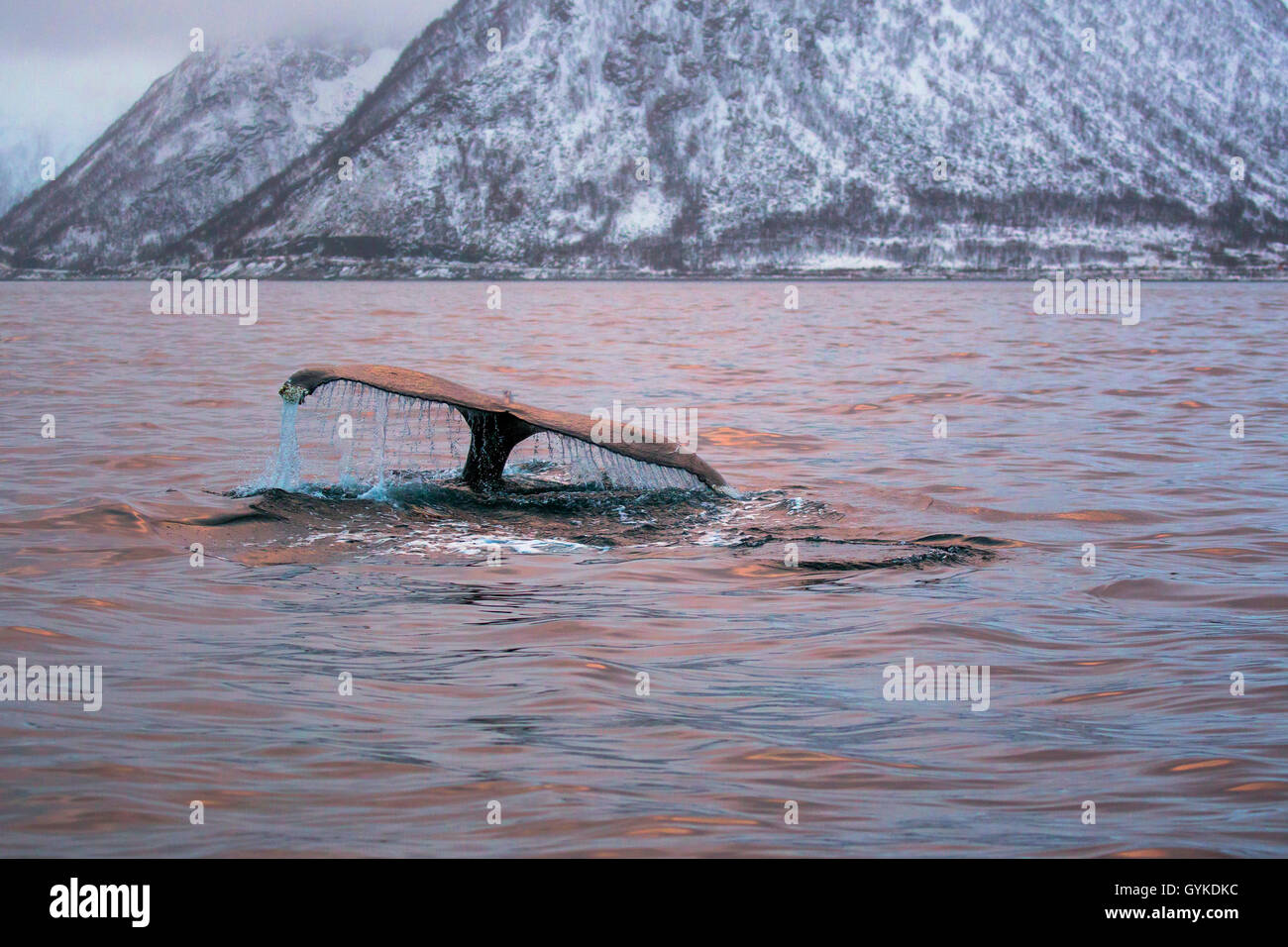 humpback whale (Megaptera novaeangliae), fluke in orange light of the morning mood, Norway, Troms, Mefjord auf Senja Stock Photo