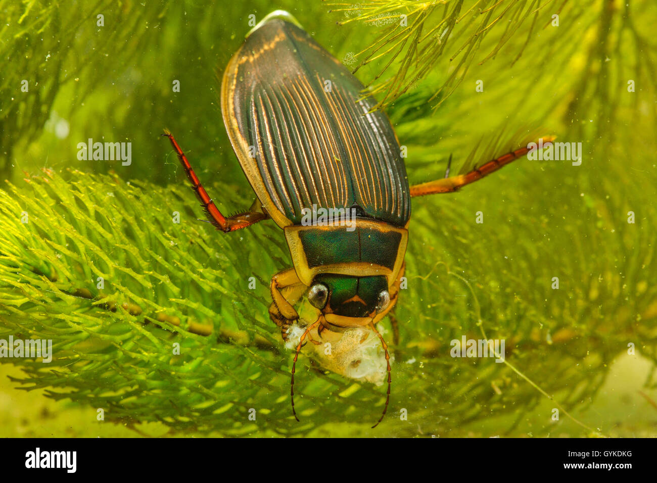 Great diving beetle (Dytiscus marginalis), female feeds Stock Photo