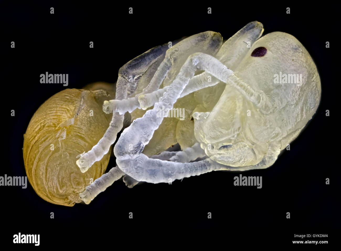 Ameise   (Formicidae), Ameisenpuppe | ant (Formicidae), pupa of an ant | BLWS418977.jpg [ (c) blickwinkel/F. Fox Tel. +49 (0)230 Stock Photo