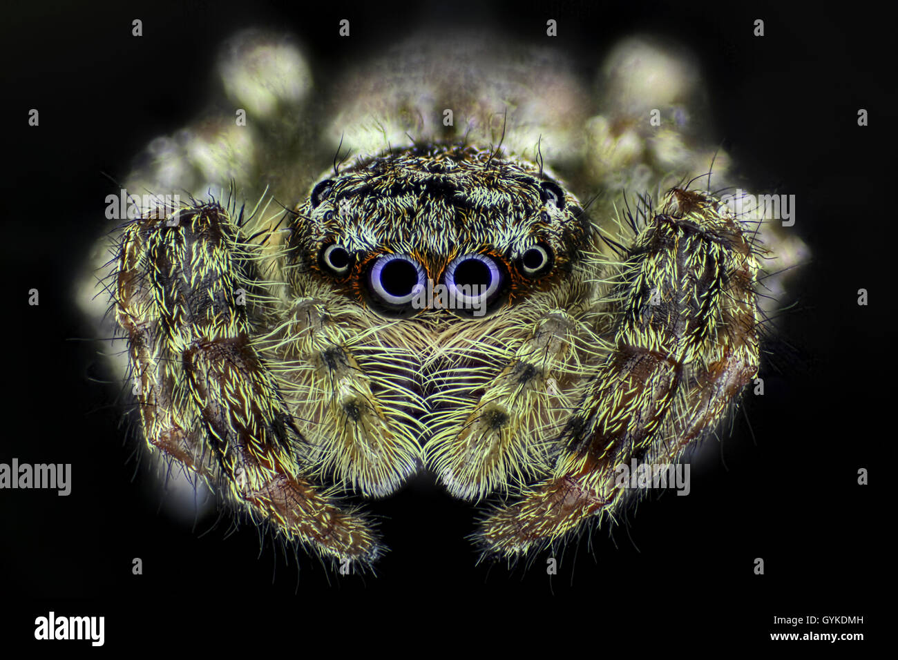 Springspinne, Spring-Spinne (Salticidae), Portraet | Jumping spider (Salticidae), portrait | BLWS418987.jpg [ (c) blickwinkel/F. Stock Photo
