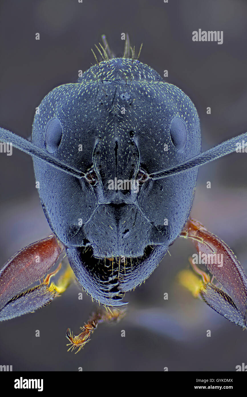Ameisen (Formicidae), Makroaufnahme eines Ameisenkopfes | ants (Formicidae), head | BLWS418993.jpg [ (c) blickwinkel/F. Fox Tel. Stock Photo
