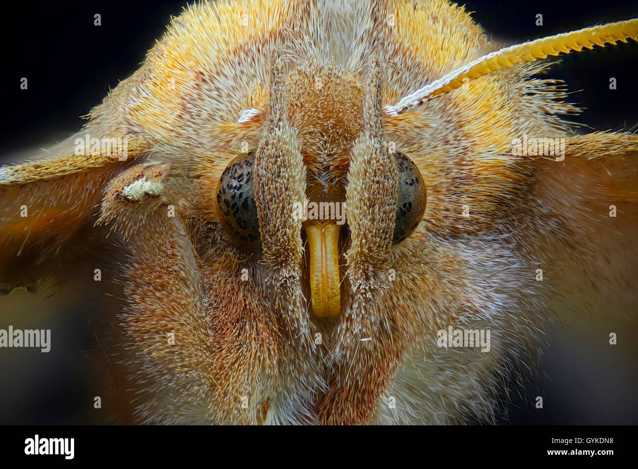 Schmetterling   (Lepidoptera), Makroaufnahme des Kopfes eines Nachtfalters | butterfly (Lepidoptera), head of a moth | BLWS41899 Stock Photo