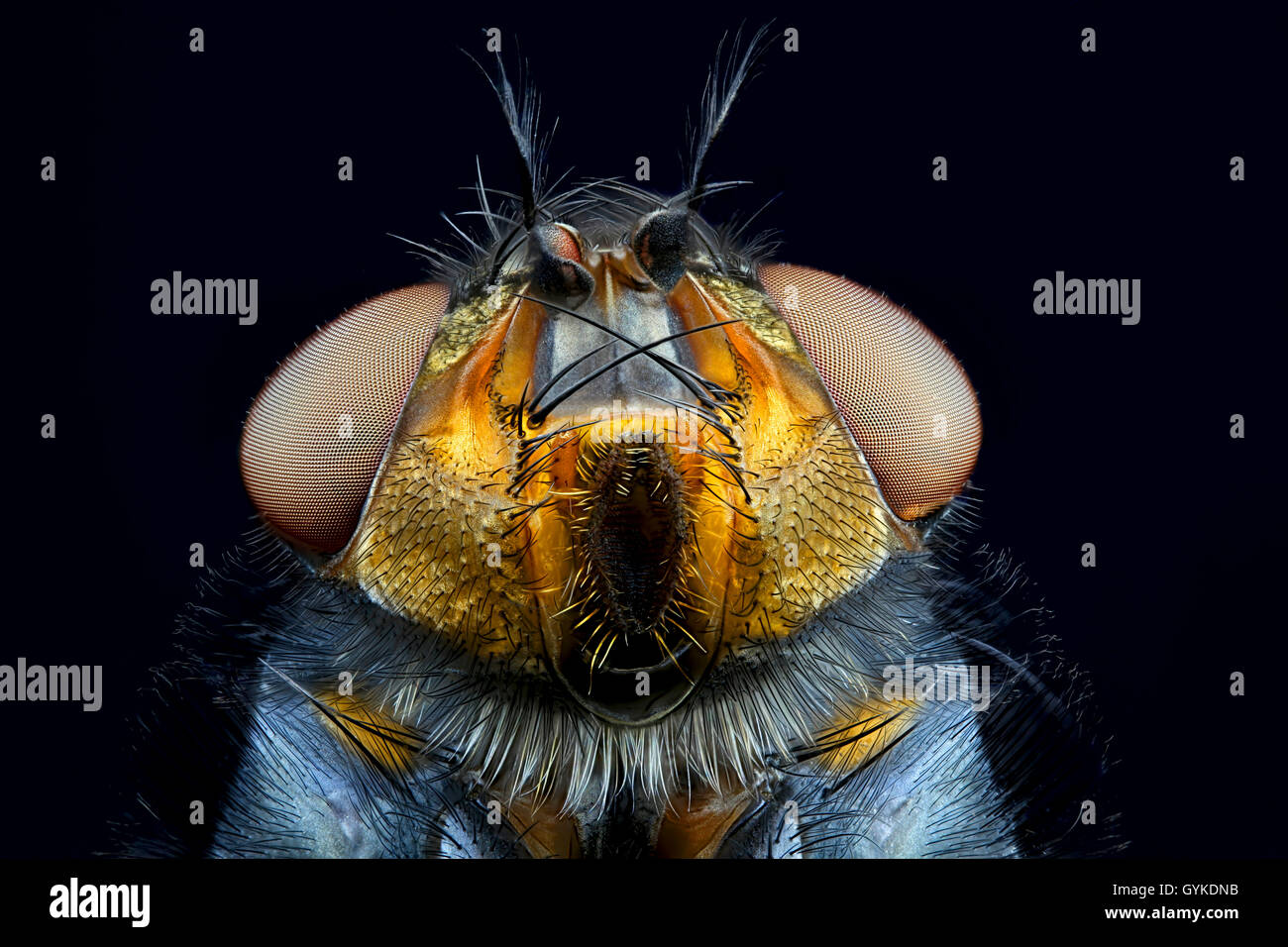 Blaue Schmeissfliege (Calliphora vicina), Portraet | bottlefly (Calliphora vicina), portrait | BLWS419003.jpg [ (c) blickwinkel/ Stock Photo