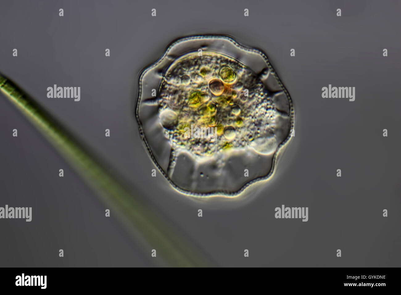 Amoeben, Wechseltierchen, Wurzeltierchen, Rhizopoden (Amoebozoa), Amoebe | amebas, amoebas (Amoebozoa), amoeba | BLWS419004.jpg  Stock Photo