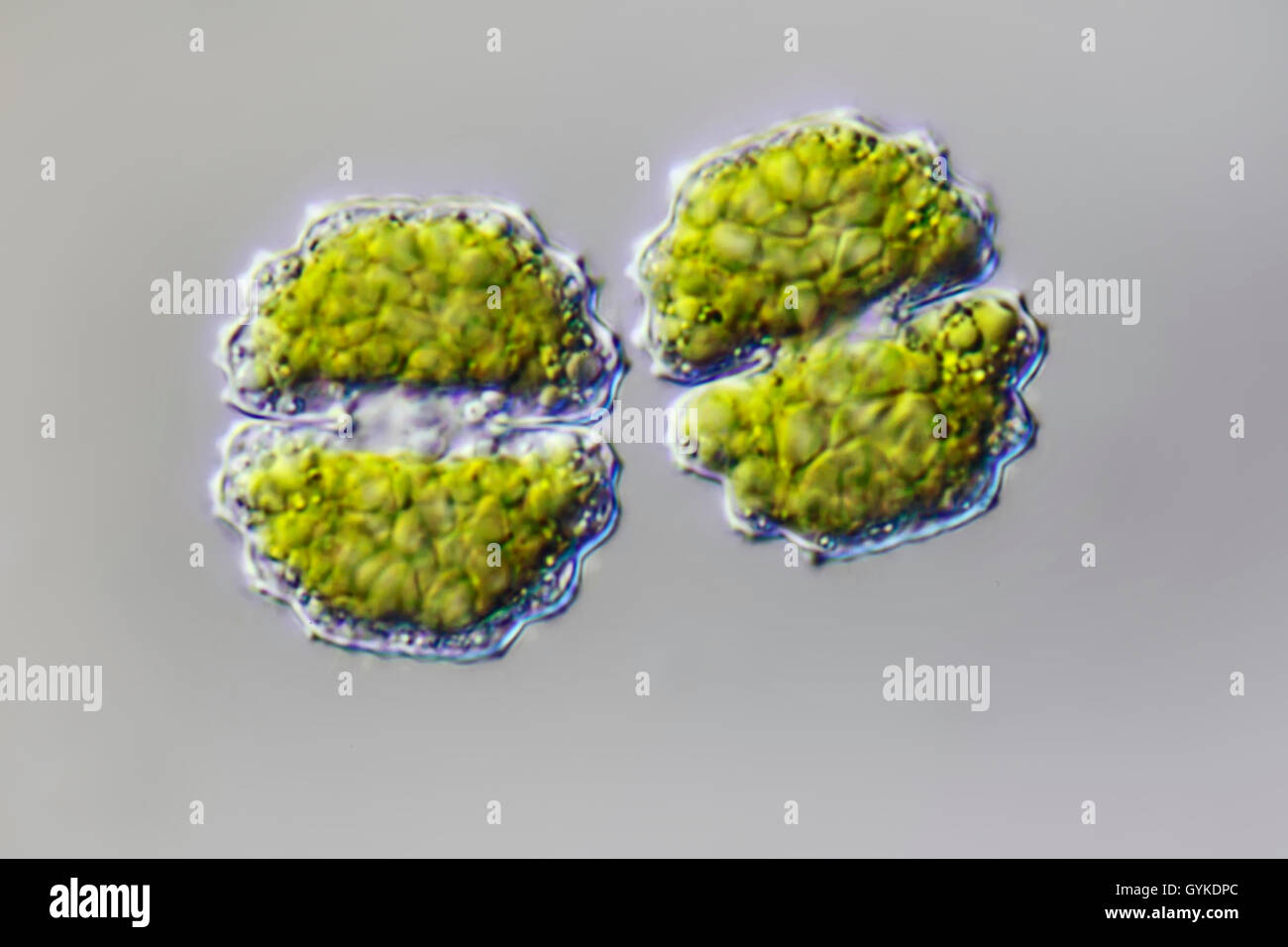 Zieralge, Zier-Alge, Cosmarium subprotumidium (Cosmarium subprotumidium), Teilung | desmid (Cosmarium subprotumidium), cell divi Stock Photo