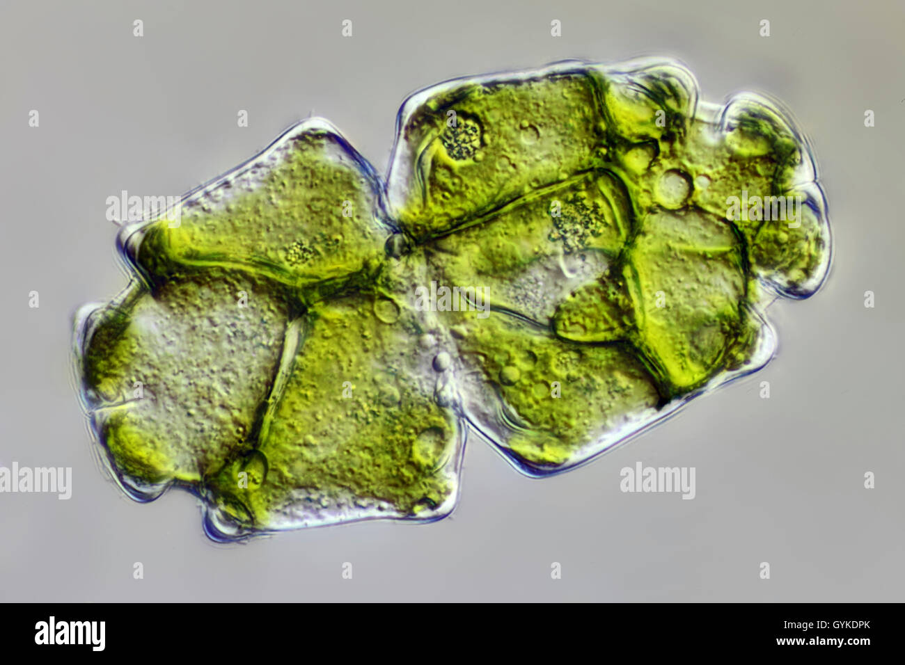 Zieralge, Zier-Alge, Euastrum crassum (Euastrum crassum) | desmid (Euastrum crassum) | BLWS419028.jpg [ (c) blickwinkel/F. Fox T Stock Photo