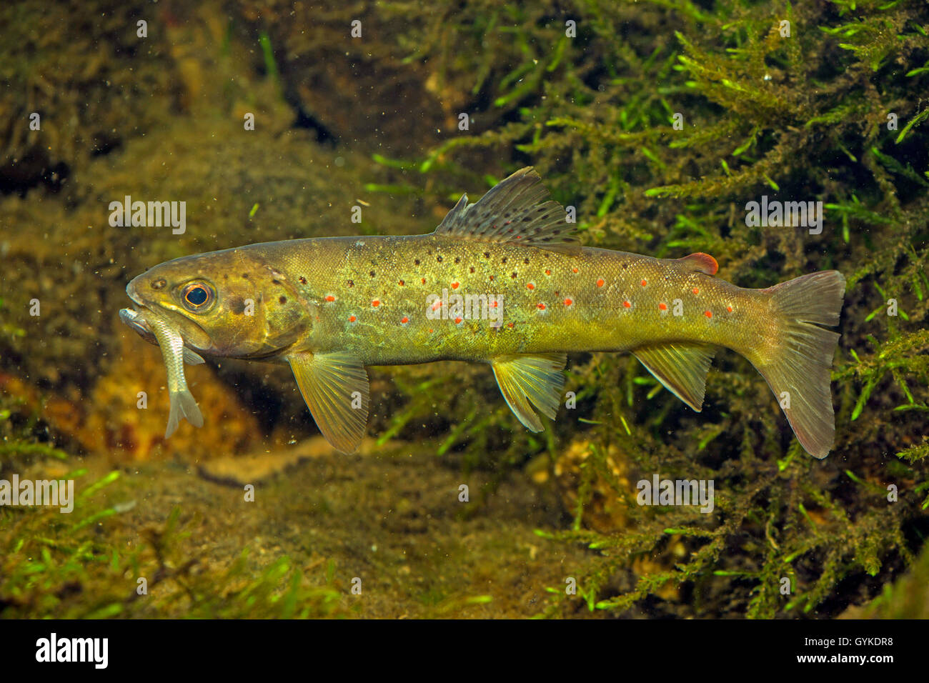 Caught Brown Trout And Fishing Spinning Rod On River Stone Stock Photo -  Download Image Now - iStock