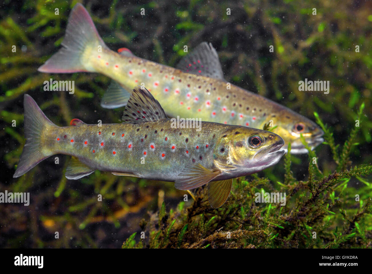 German brown trout hires stock photography and images Alamy