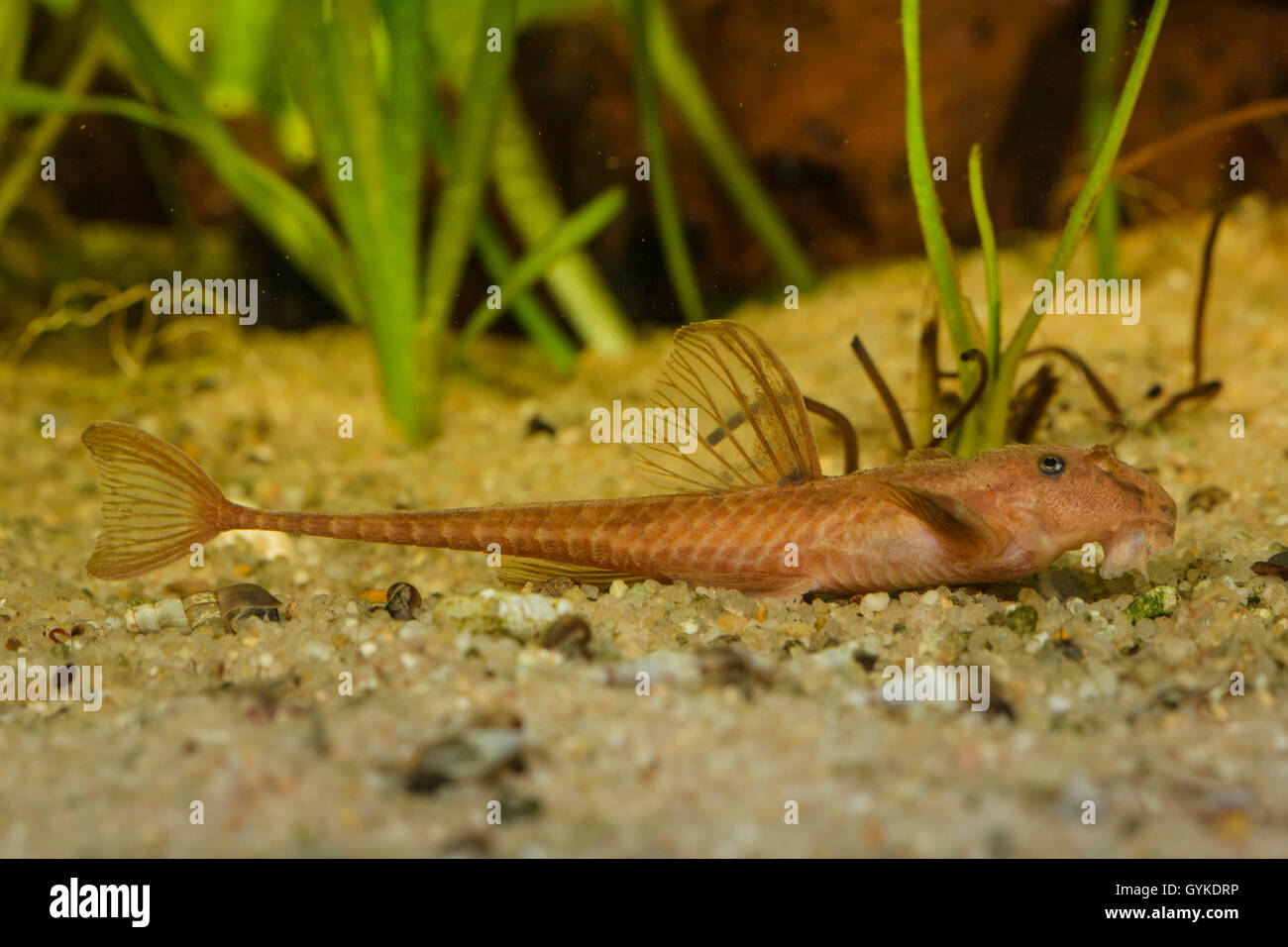 lanceolate whiptail catfish (Rineloricaria lanceolata), male Stock Photo