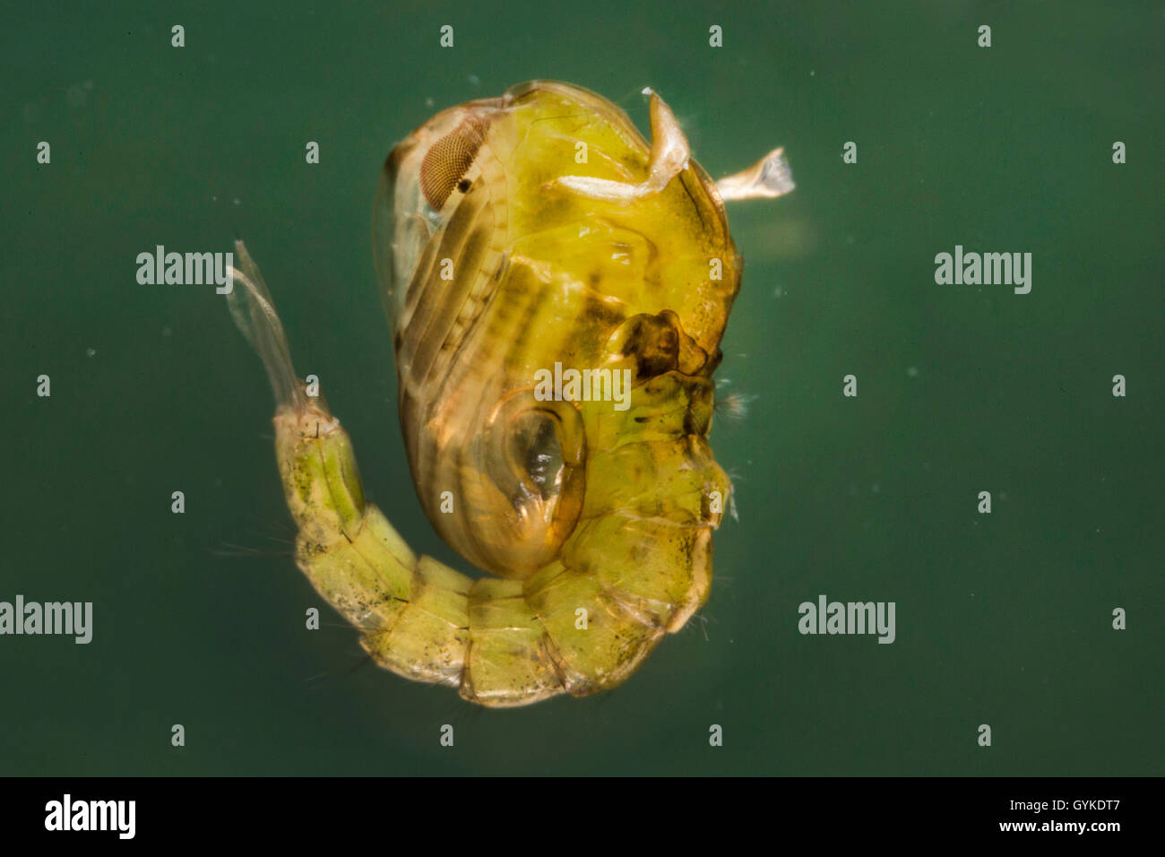 Phantom midge (Chaoborus spec.), pupa Stock Photo