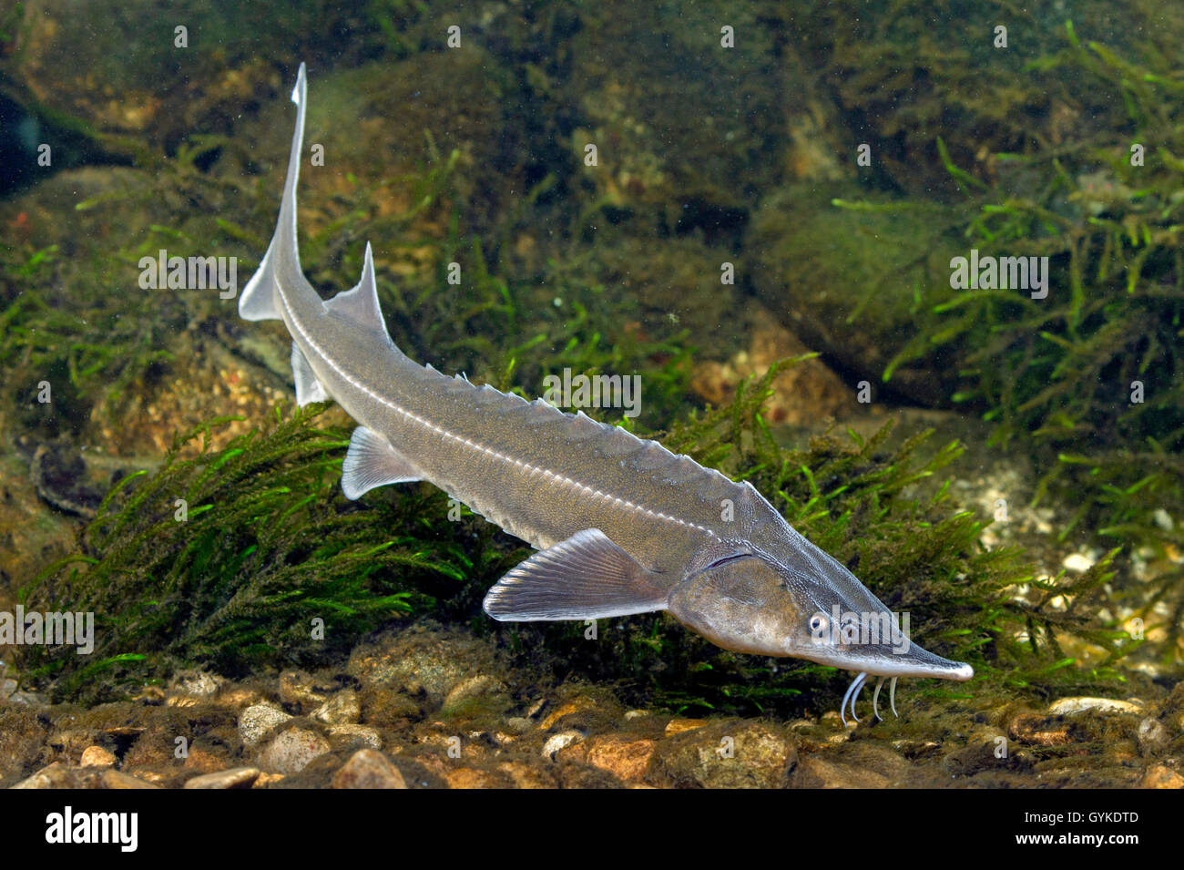 sterlet, Siberian sterlet (Acipenser ruthenus), swimming Stock Photo
