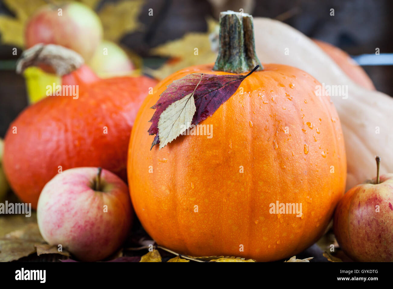Decorative autumn halloween pumpkins Stock Photo - Alamy