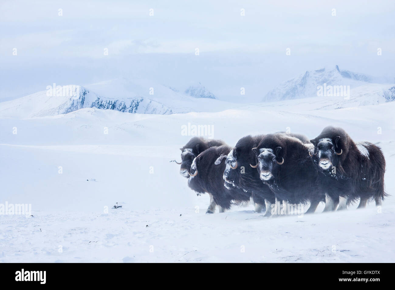 Muskox (Ovibos moschatus), small herd in winter with ice covered faces, Norway, Dovrefjell Sunndalsfjella National Park Stock Photo