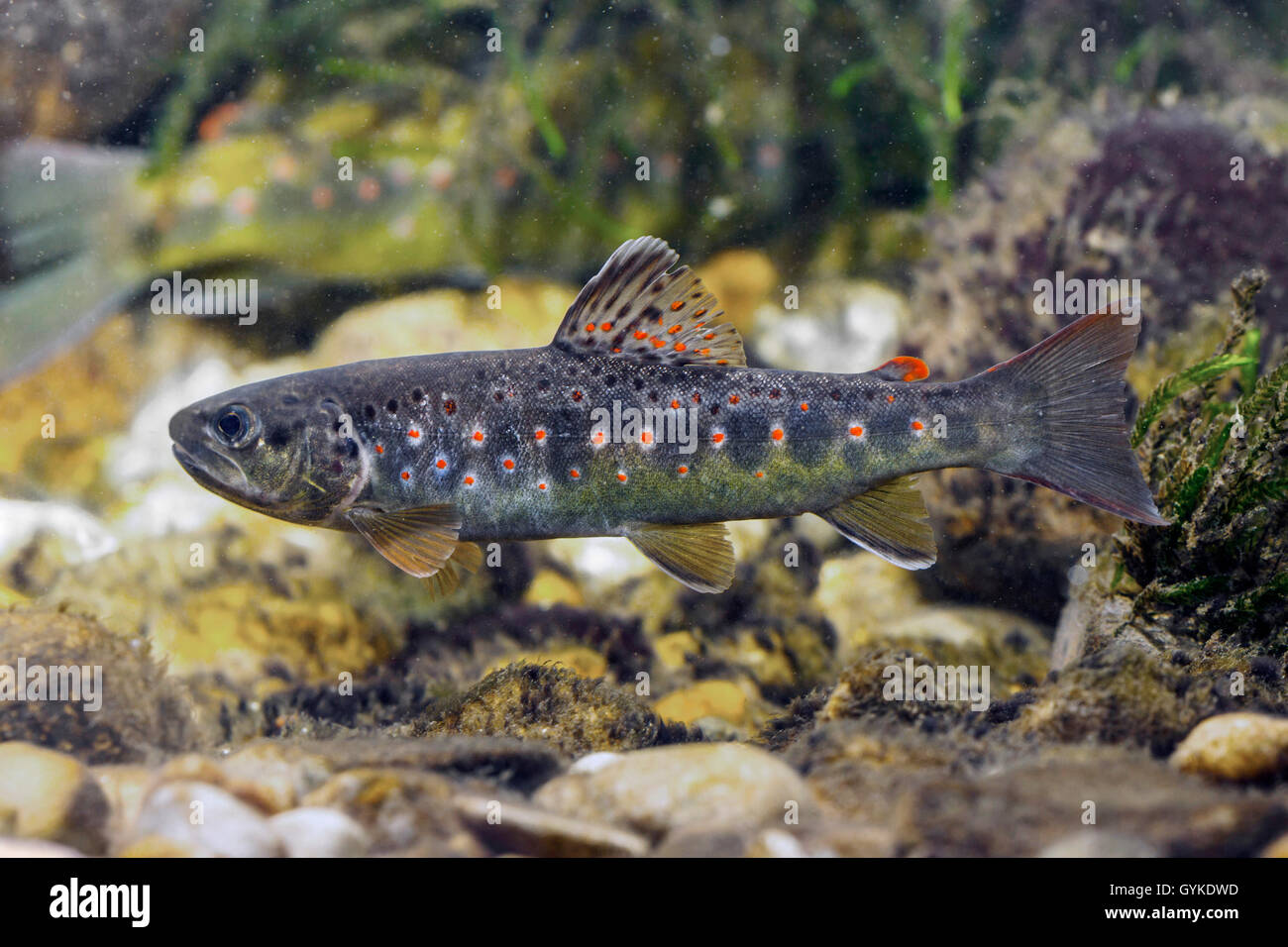 brown trout, river trout, brook trout (Salmo trutta fario), indigenous form from the Isen, Germany, Bavaria, Isental Stock Photo