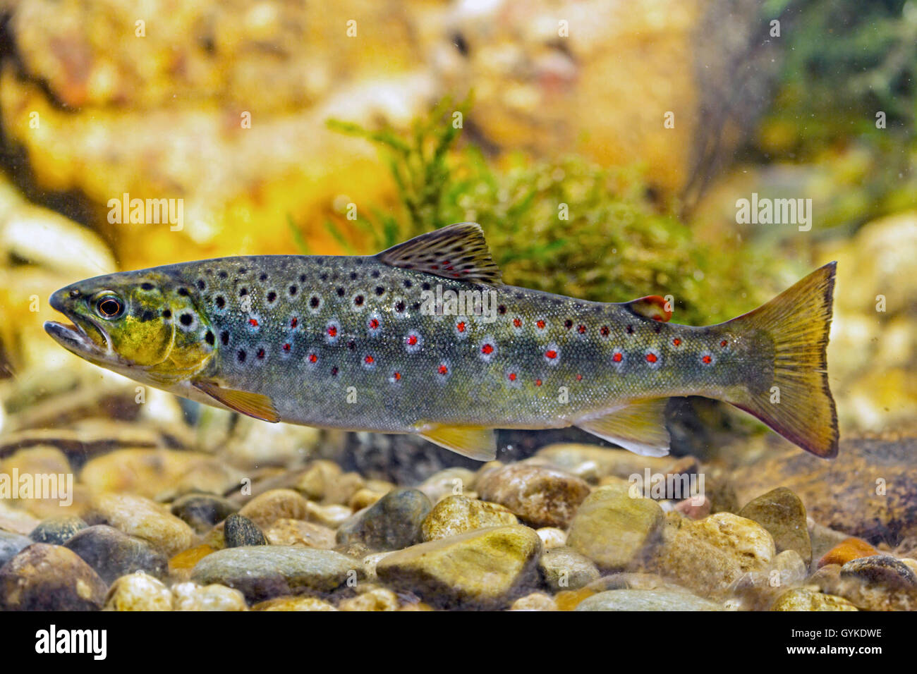 brown trout, river trout, brook trout (Salmo trutta fario), indigenous form from the Isen, Germany, Bavaria, Isental Stock Photo