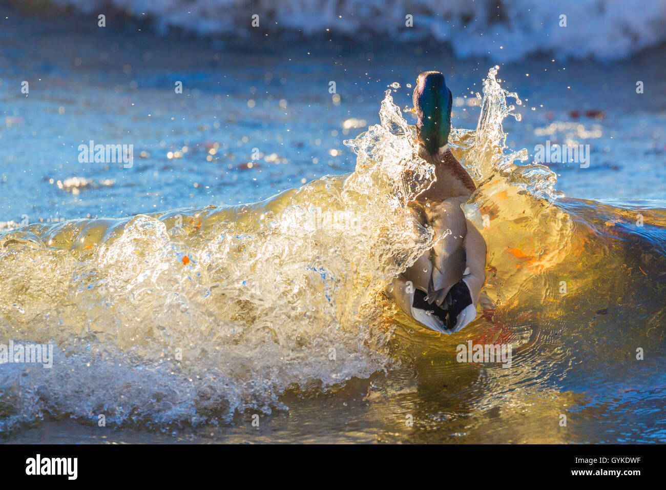 mallard (Anas platyrhynchos), drake being overrun from a surging billow, Germany, Bavaria, Lake Chiemsee Stock Photo