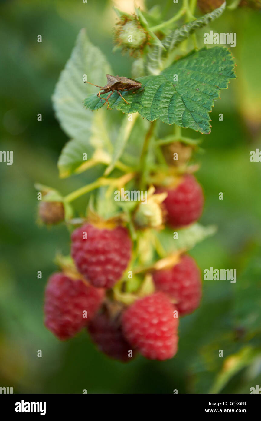 Stink bug on the leaf of raspberry looking for ripe berries Stock Photo