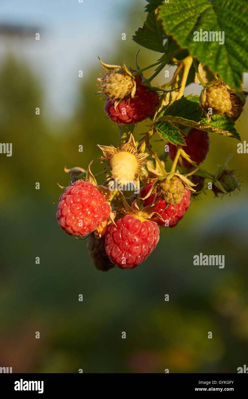 September Red Rasberry September fruit hi-res stock photography and images - Alamy