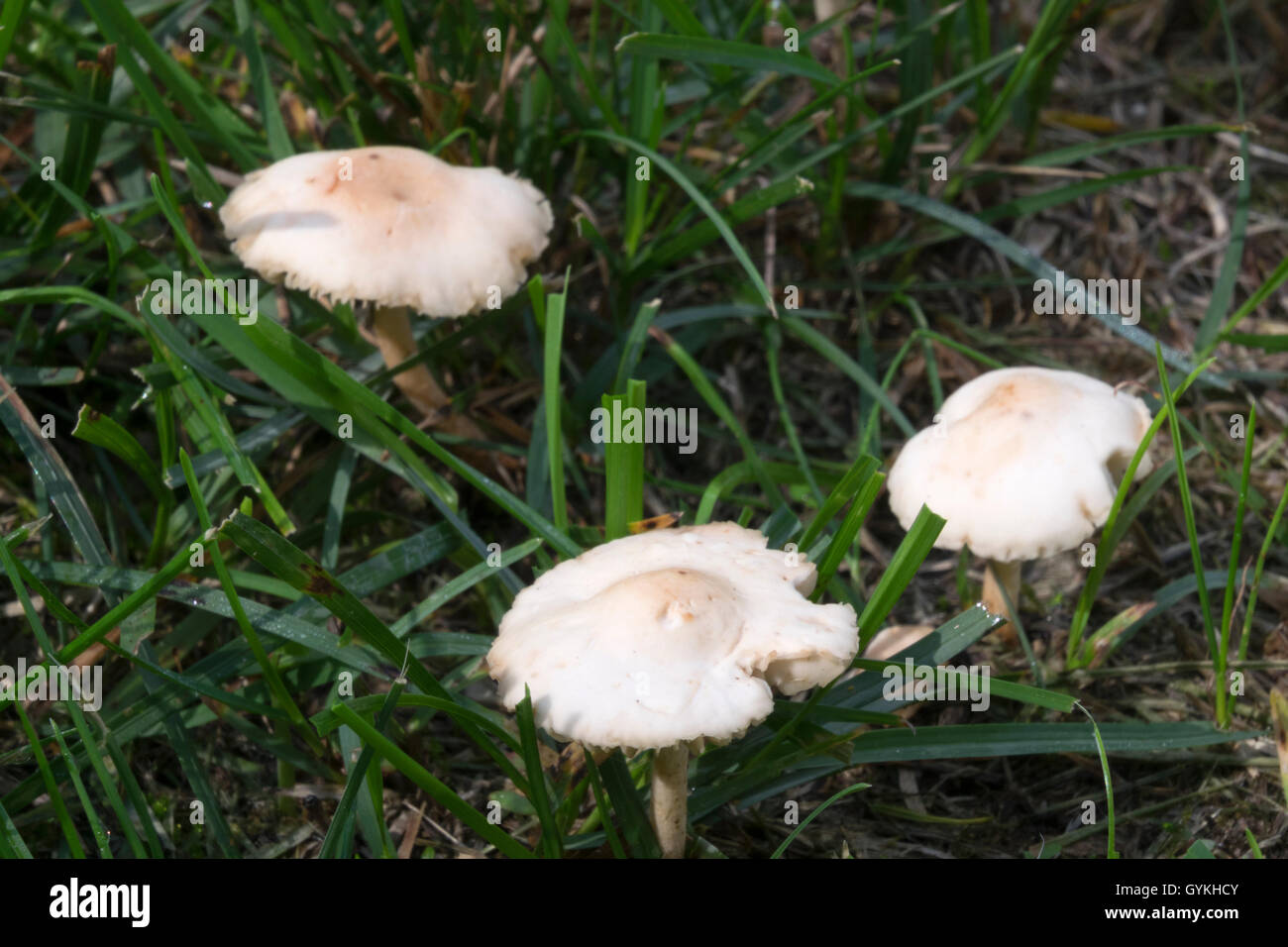 fairy ring mushrooms growing on a manicured lawn. Stock Photo