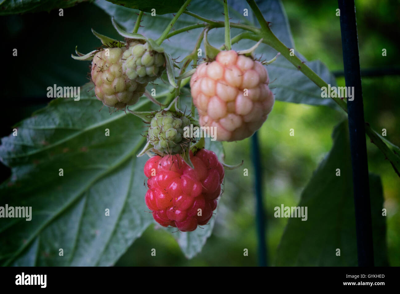 Red Raspberries in various stages of ripeness while still growing on the bush Stock Photo Alamy