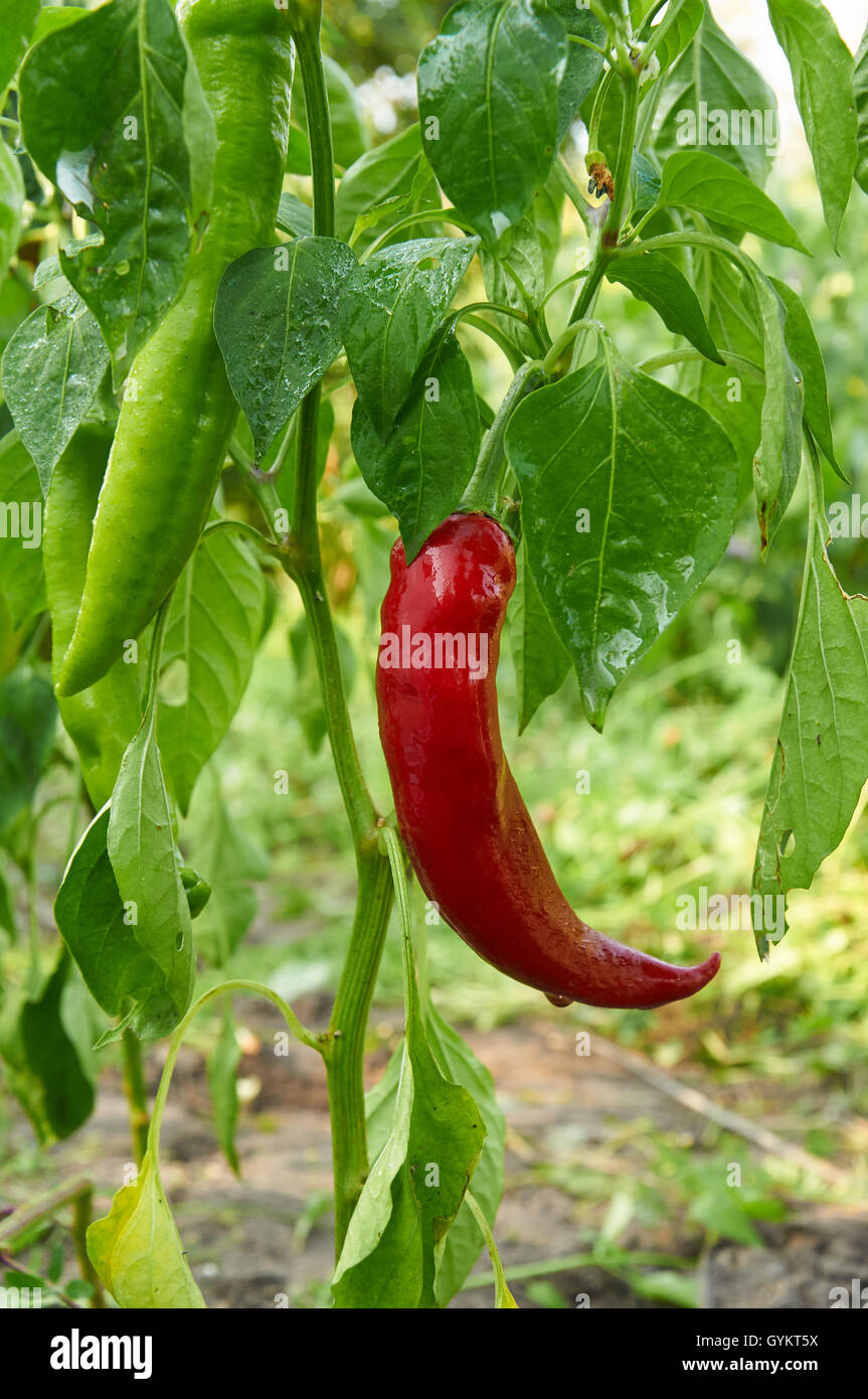 Bush of red long hot pepper after rain Stock Photo