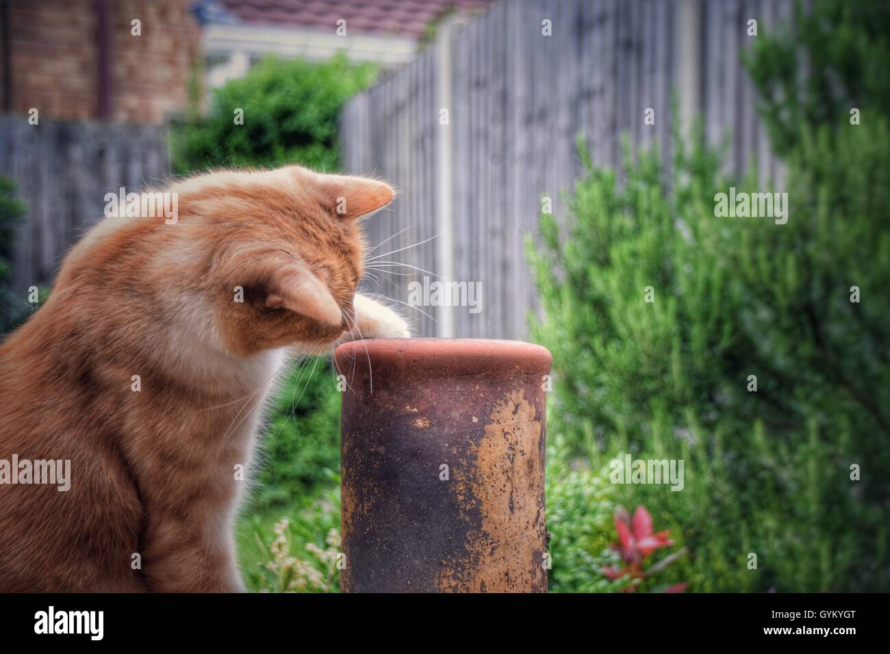 Curious cat looking into spout of chimenea Stock Photo