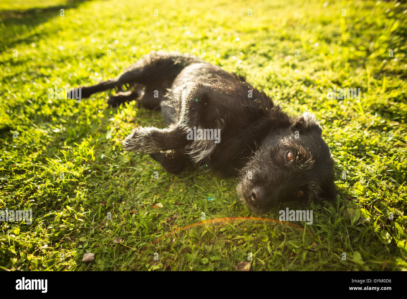 Cute dog lying in the grass Stock Photo - Alamy