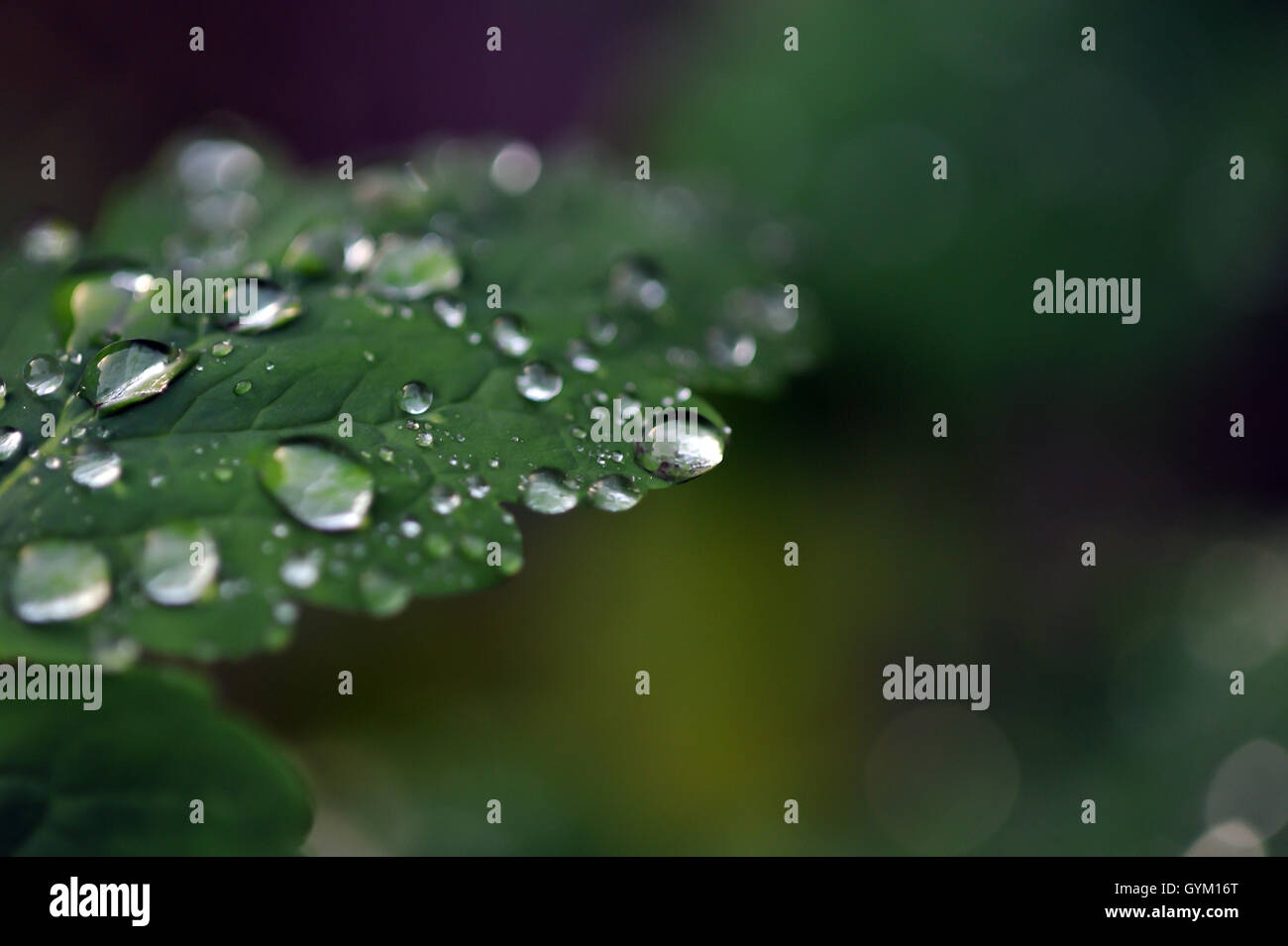 Close up of rain drops on green leaves. Stock Photo