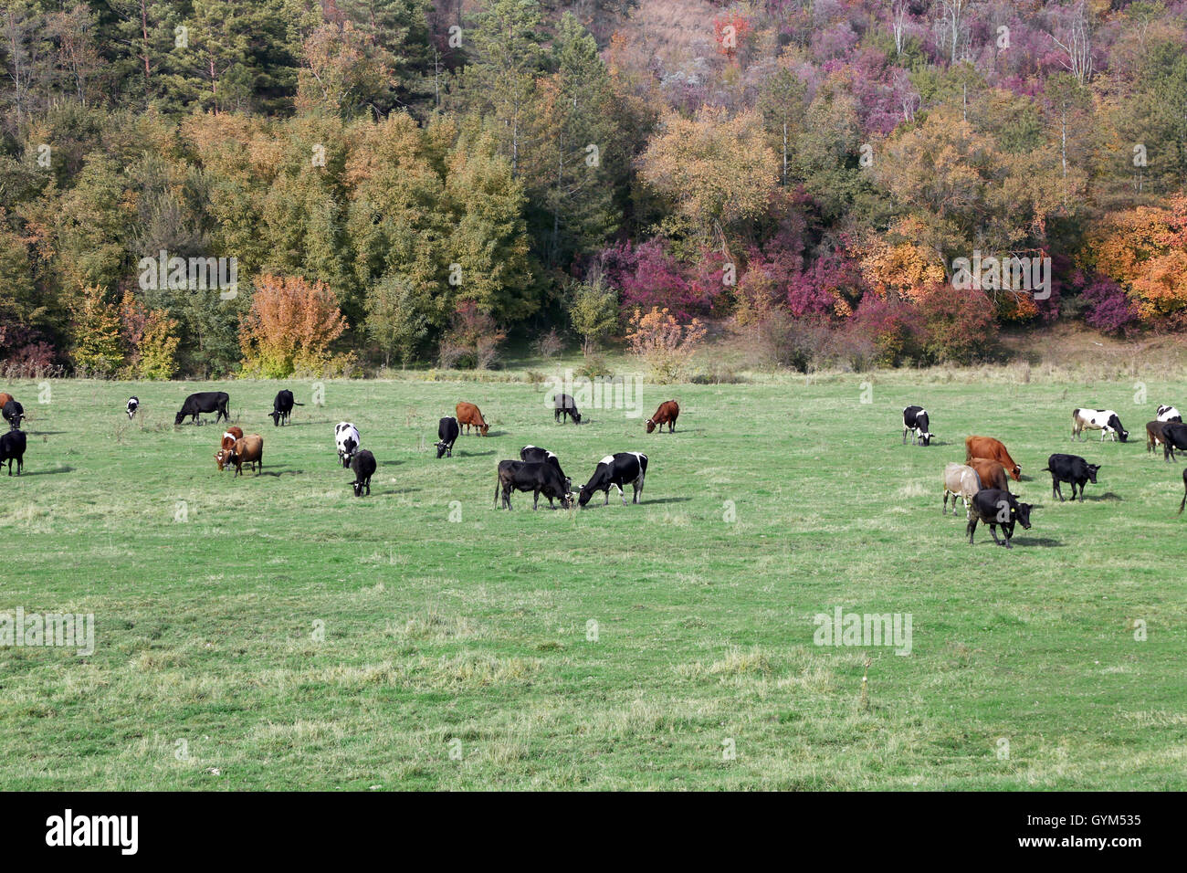 Cows grazing in green meadow Stock Photo - Alamy