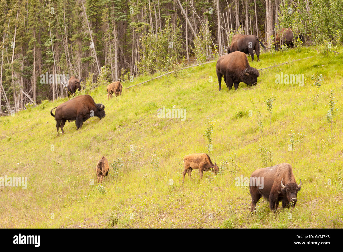 Wood buffalo Bison bison athabascae herd grazing Stock Photo