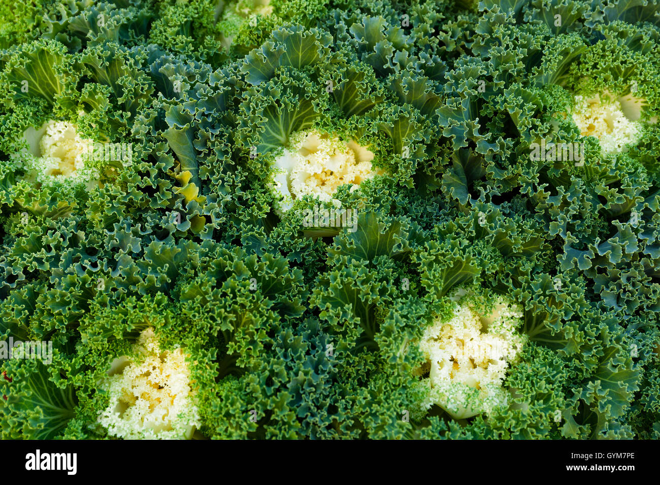 Close up farm fresh hi-res stock photography and images - Alamy