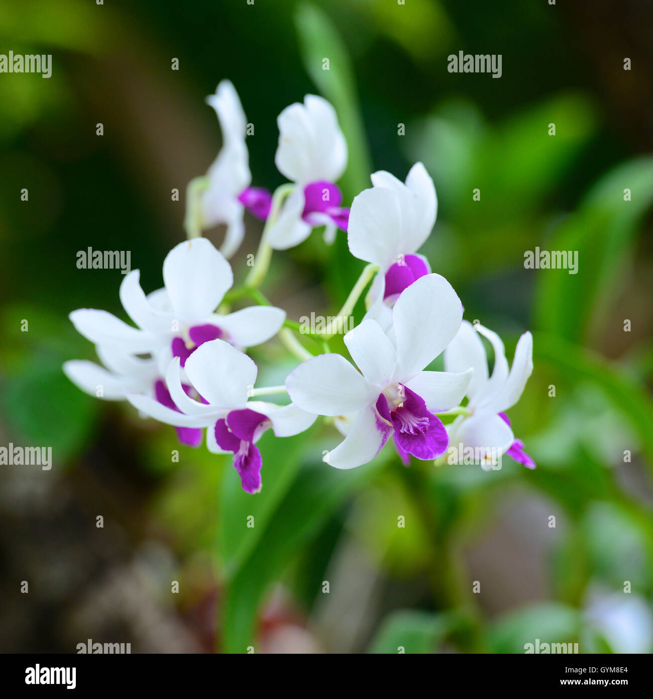 White pink dendrobium orchids hi-res stock photography and images - Alamy