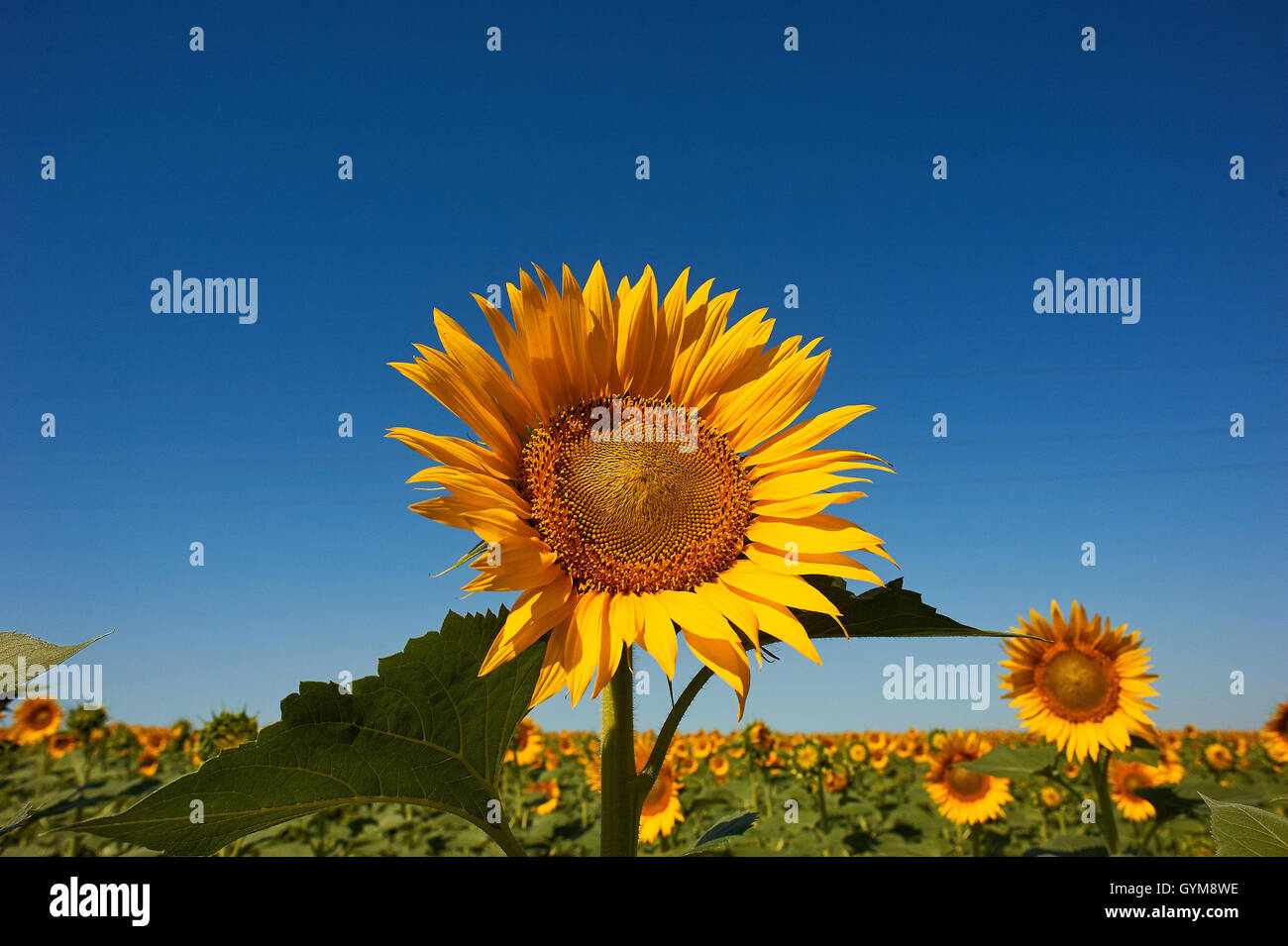 field of sunflowers in sunlight with blue sky Stock Photo Alamy