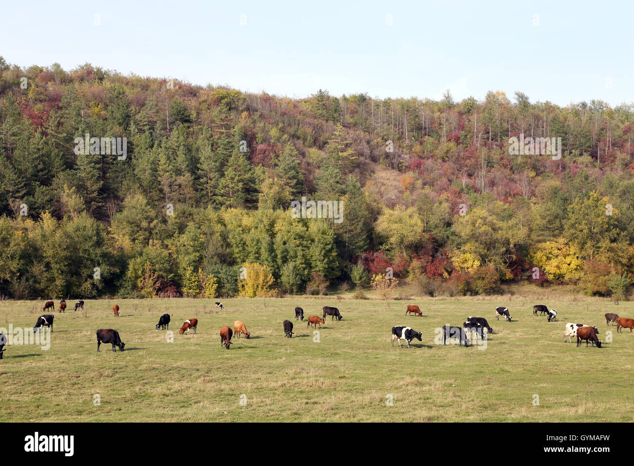 Group bull cow grazing hi-res stock photography and images - Alamy