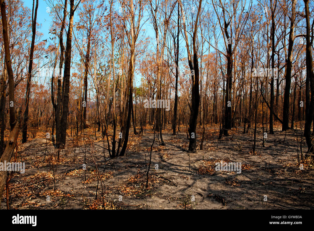 Blackened trees and bushland after bushfire Stock Photo