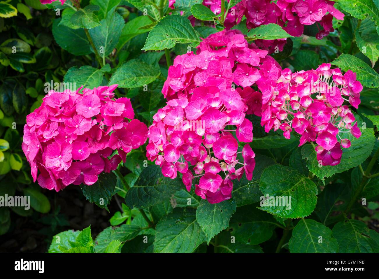 Hydrangea macrophylla 'Westfalen' AGM Stock Photo