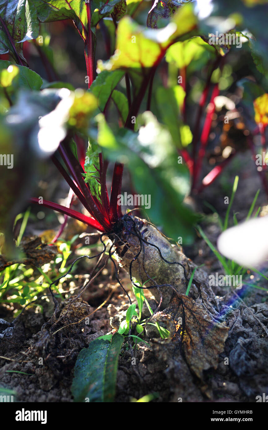 Garden vegetable patch with beets Stock Photo Alamy