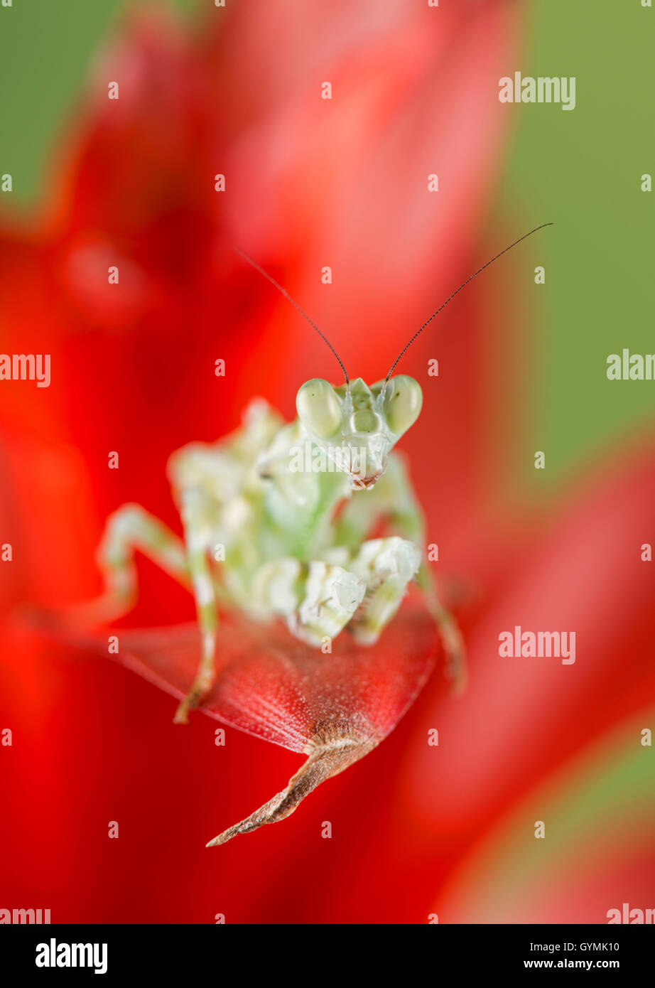 Banded Flower Mantis: Theopropus elegans Stock Photo - Alamy