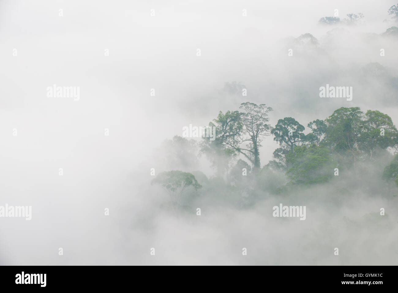 Tropical Rainforest  with trees appearing through early morning mist. Danum Valley, Sabah, Borneo Stock Photo