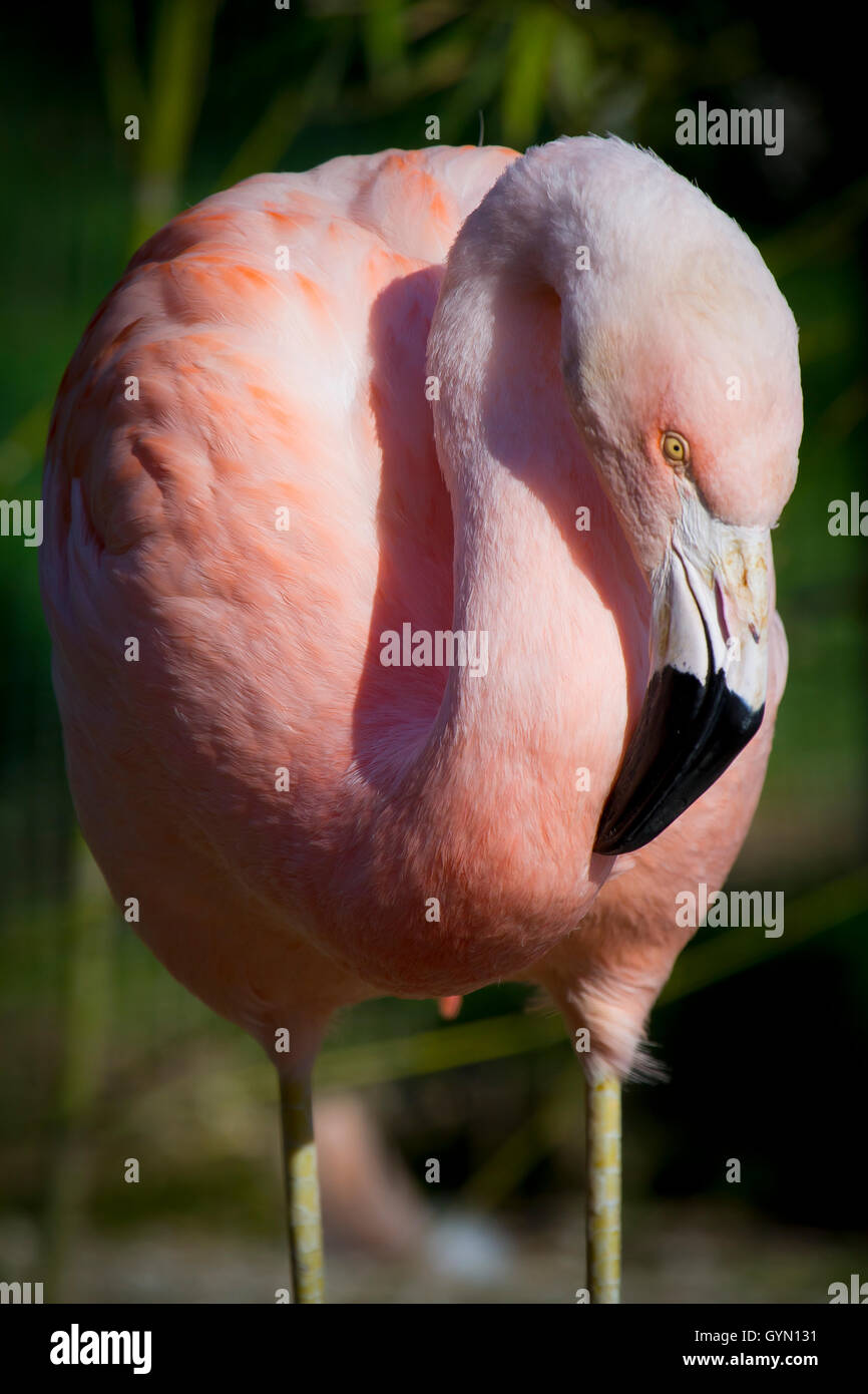 Chilean Flamingo (Phoenicopterus chilensis) Stock Photo