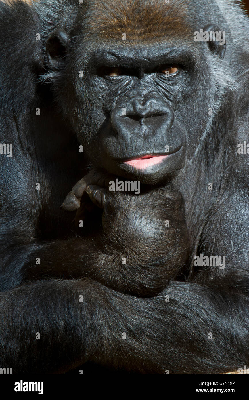 western gorilla (Gorilla gorilla) Stock Photo