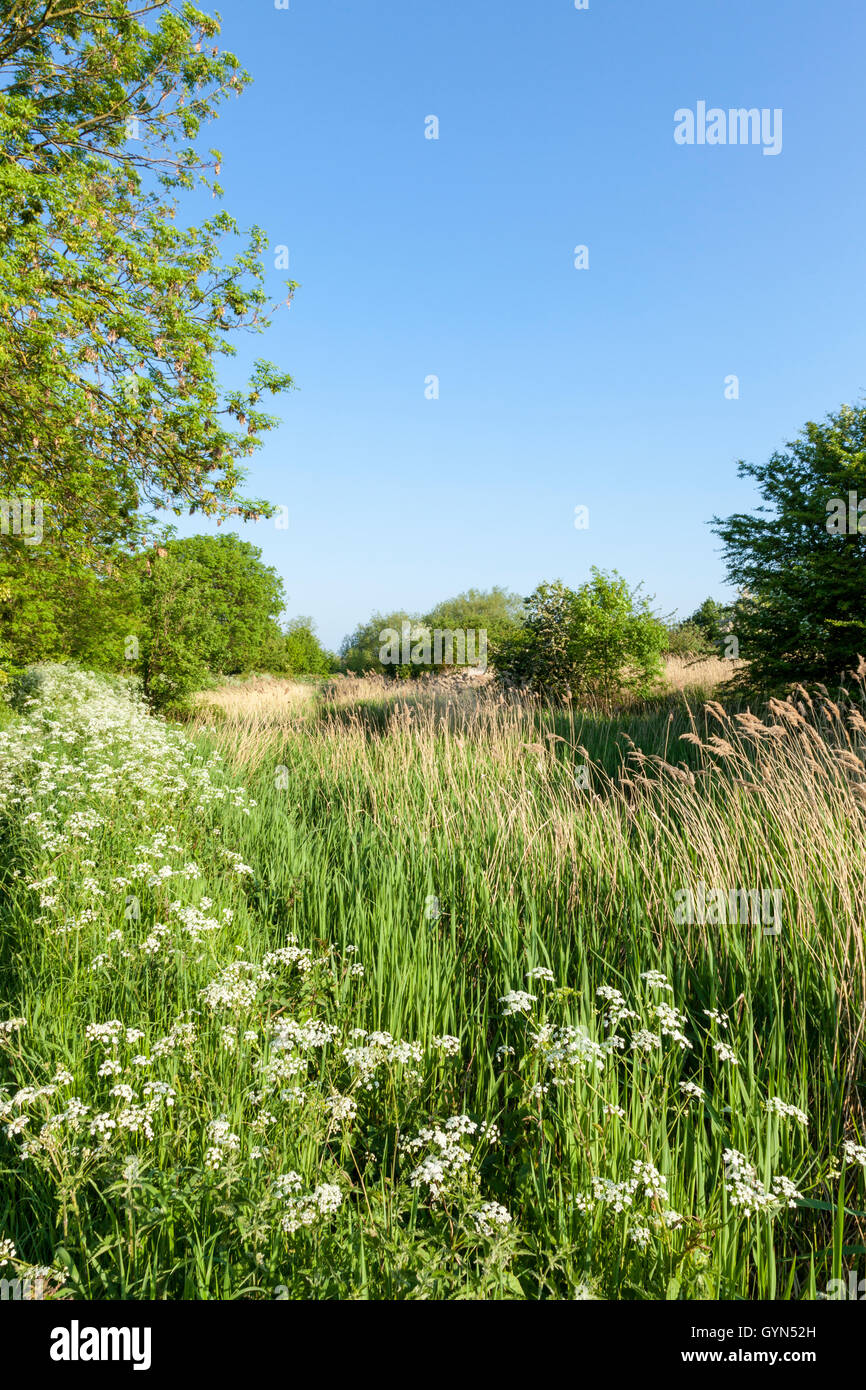 Trees, reeds and grasses growing in and around the disused Grantham canal, Nottinghamshire, England, UK Stock Photo