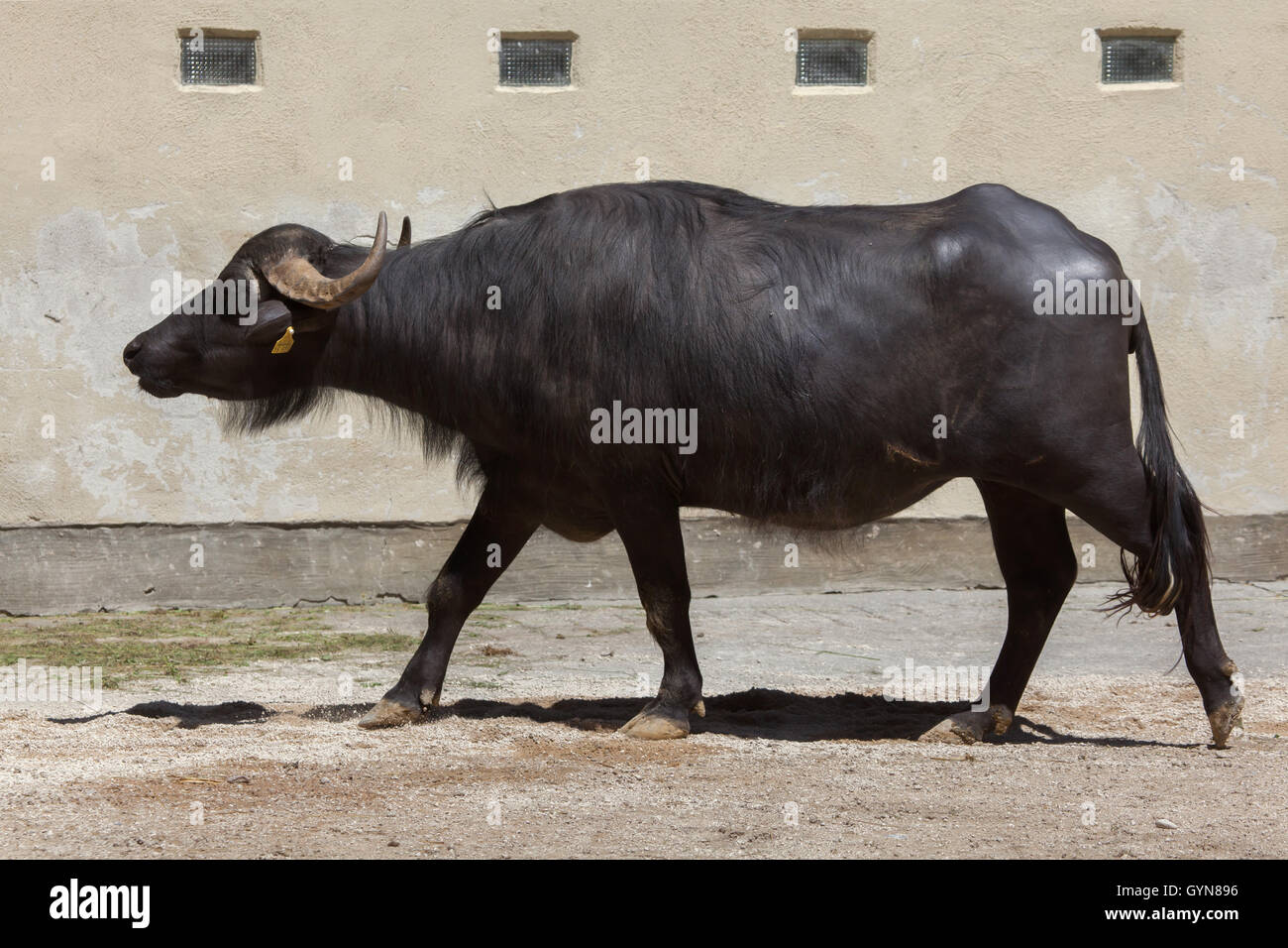 Asian water buffalo (Bubalus bubalis), also known as the domestic water buffalo at Augsburg Zoo in Bavaria, Germany. Stock Photo