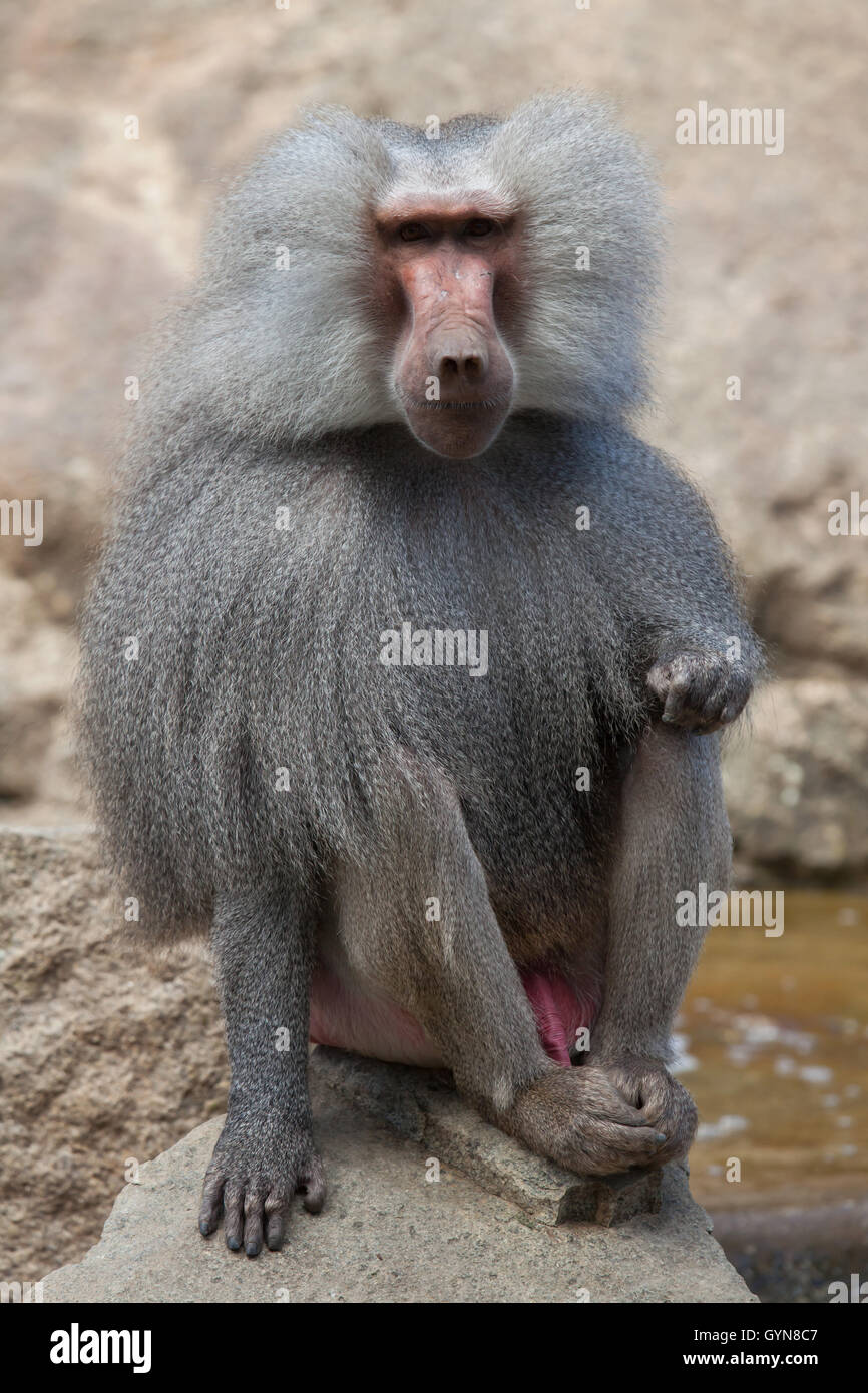 Hamadryas baboon (Papio hamadryas). Wildlife animal. Stock Photo