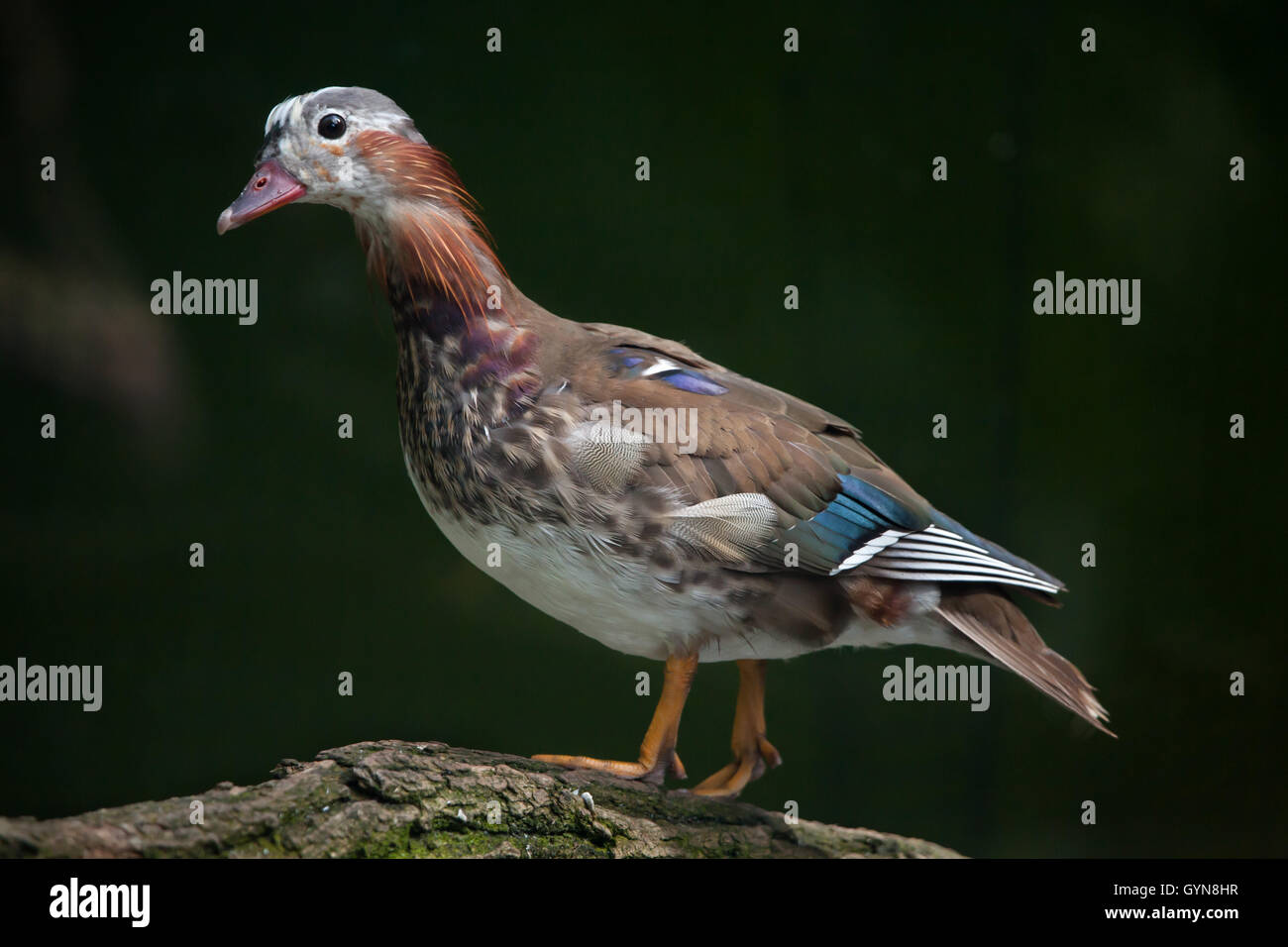 Mandarin duck (Aix galericulata). Juvenile male duck. Wildlife animal
